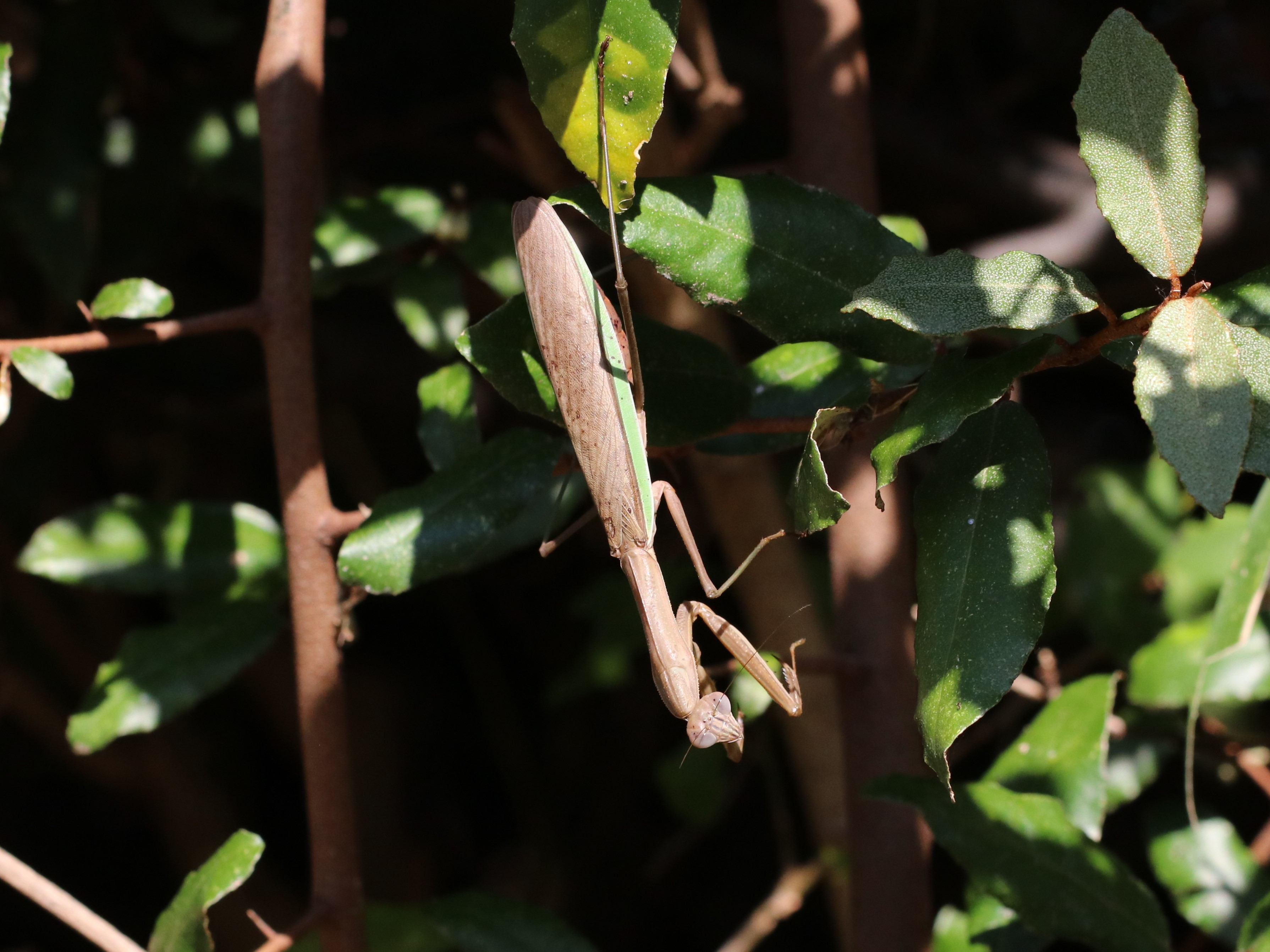 photo_4
